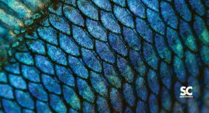 SCALE FISH  TOWEL